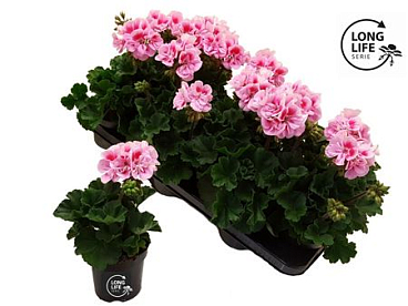Pelargonium Zon White Pink (longlife)