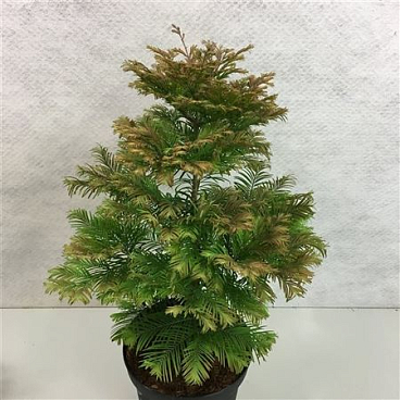 Metasequoia Glypt Daweswood Tawny Fleece