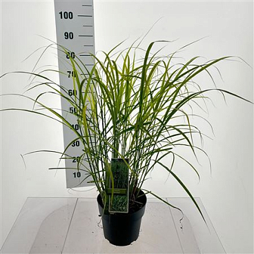 Miscanthus Sin Strictus