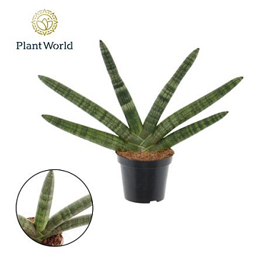 Sansevieria Twisted Stem