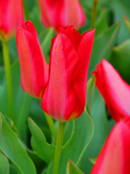 Тюльпан гибрид фостера Спринг Перл