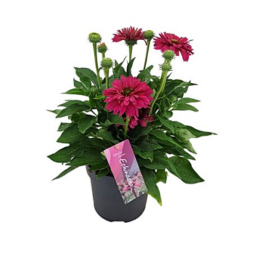 Echinacea Sunseekers Sweet Fuchsia
