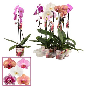 Phal Cascade 1st Mix (duijn-hove)