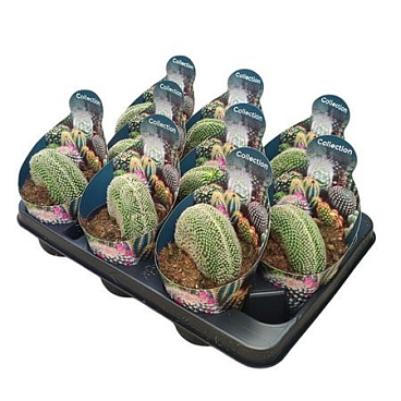 Mammillaria Matudae Crestata Potcover