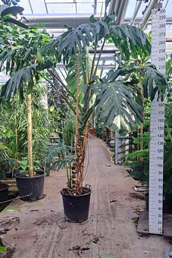 Monstera Deliciosa Big Xxl
