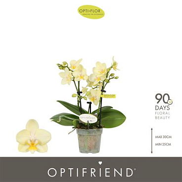 Phal 3st Optifriend Sara (opti)