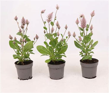 Ptilotus Exaltatus Matilda