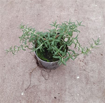 Rosmarinus Blue Cascade