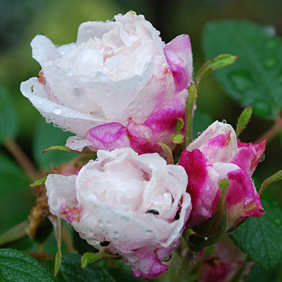 Роза парковая Луиз Банье