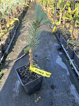 Ель колючая Изели Фастигиата