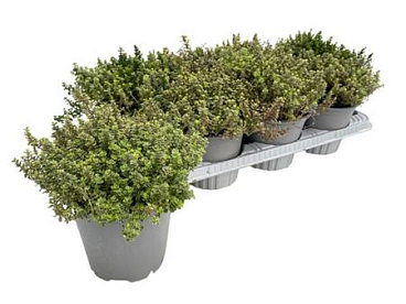 Thymus Citriodorus Lady D