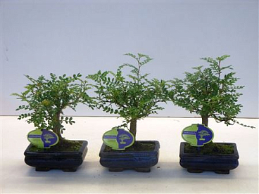 Zanthoxylum Piperitum Broom Without Dip Tra