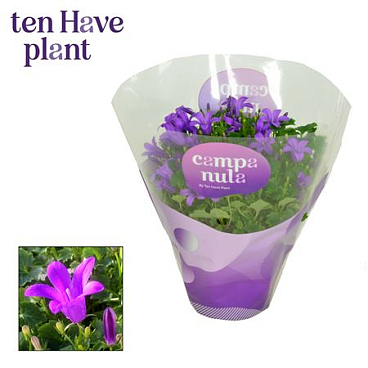 Campanula Porto Longlife In Sleeve