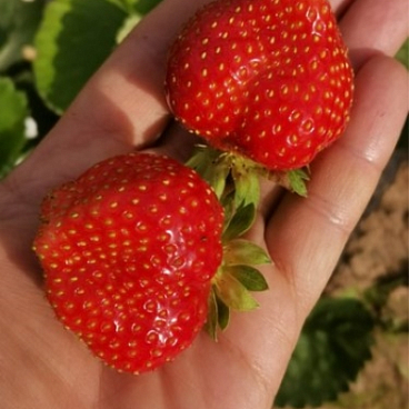 Земляника Аннабель