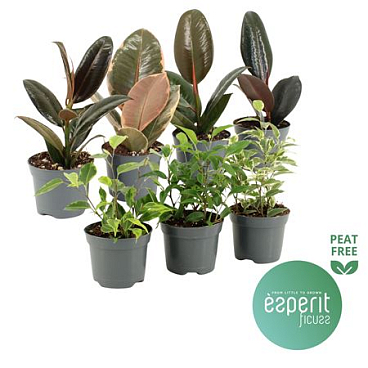Ficus Mix 5-7 Srt