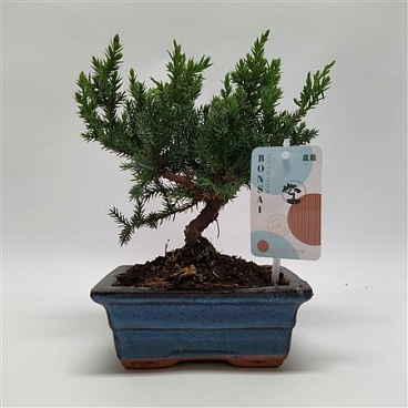 Bonsai Juniperus Bonsai Traditional