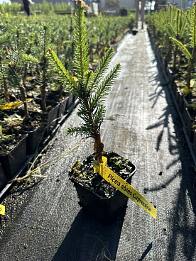 Ель обыкновенная Купрессина