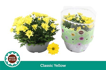 Chrys Classic Yellow In Bowl