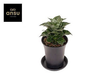 Sansevieria Star Mini Marbel