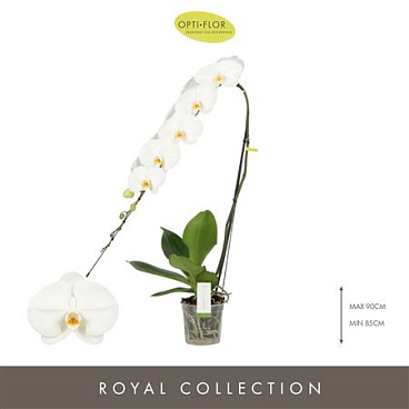 Phal Formidablo Yosemite Falls 15+ (opti)