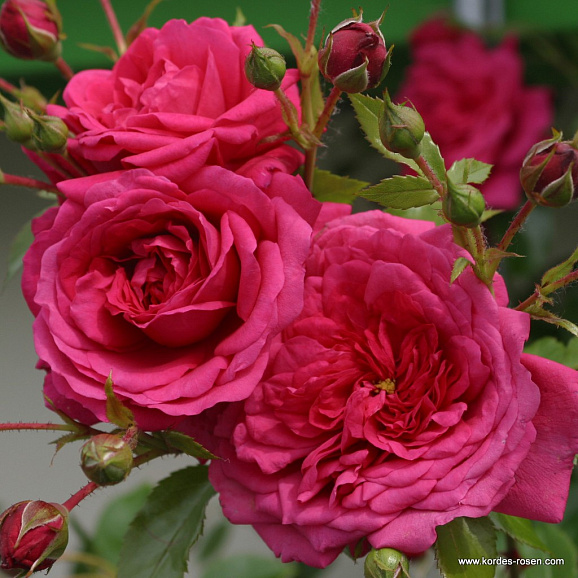 Роза плетистая Лагуна
