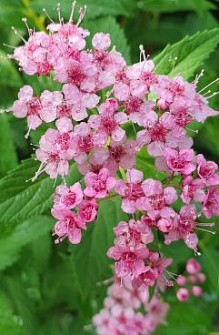 Спирея японская Голден Джек