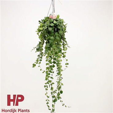 Aeschynanthus Pink Polka Xxl Hanging Pot
