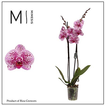Phal 2st Mesmerion 16+