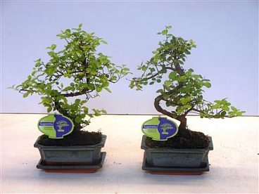 Bonsai Sageretia Theezans, 15cm., Shape, With Drip