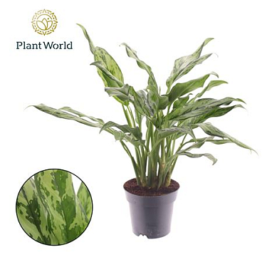 Aglaonema Juliette
