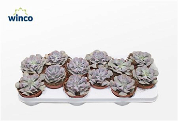 Echeveria Cubic Frost