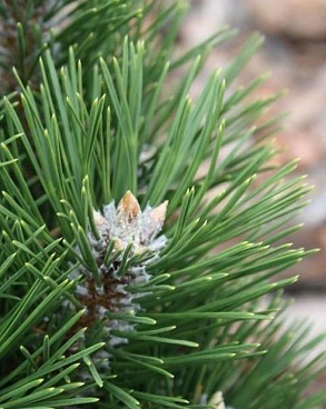 Сосна черная Ричард