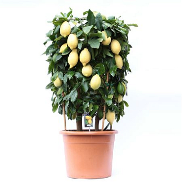 Citrus Lemon Cilinder