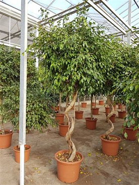 Ficus Be Exotica Spiral