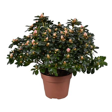 Azalea Mevr Gerard Kint Bicolor