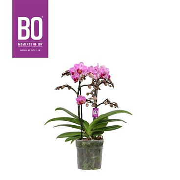 Phal 2st Flora Bo Delight (opti)