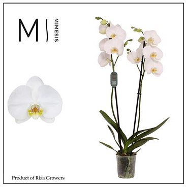 Фал 2-й Ноттингем 14+