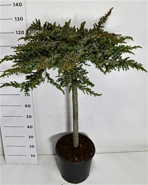 Juniperus Conf Schlager On Stem
