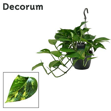 Epipremnum Hangpot (decorum)