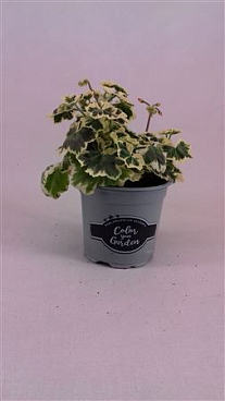 Geranium Frank Headly