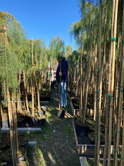 Лиственница кемпфера Стиф Випер штамб 180