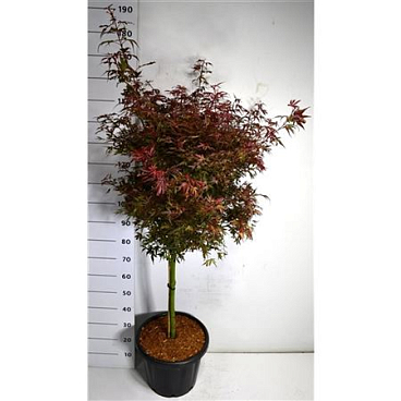 Acer Palm Shaina On Stem