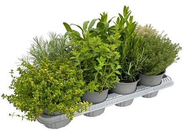 Herb Mix Bush
