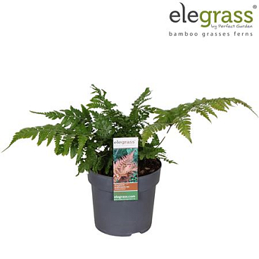 Dryopteris Koidzumiana