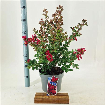 Lagerstroemia Red Red Wine
