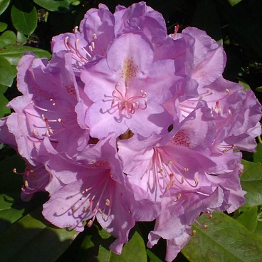 Рододендрон катевбинский Германия (в тубе)