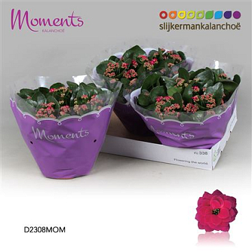 Kal Cal Moments Purple