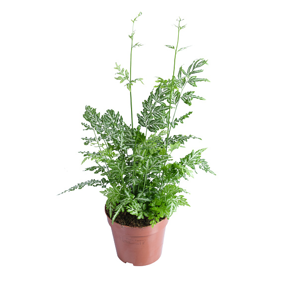 Птерис Микс