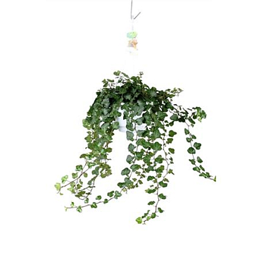 Hedera Helix Wonder - Hang/xxl