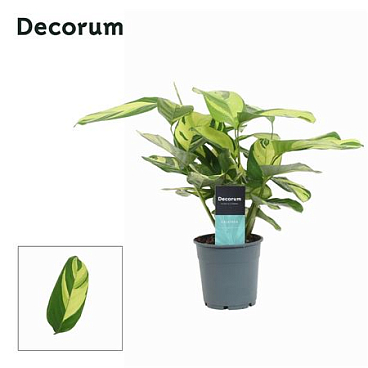Calathea Pilosa (decorum)